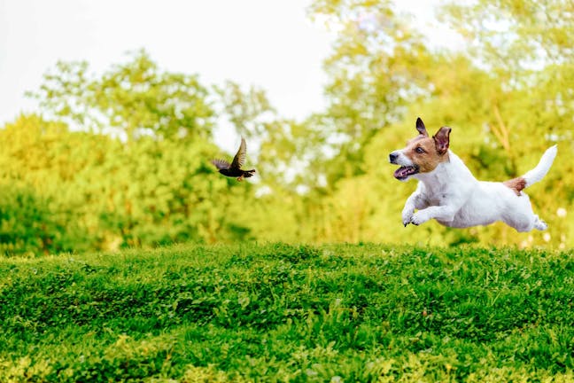 How to Train Your Dog to Chase Away Nuisance Birds