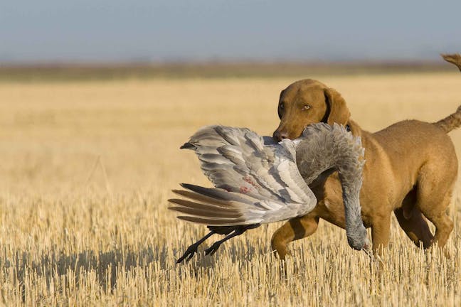 How to Train Your Dog to Chase Geese