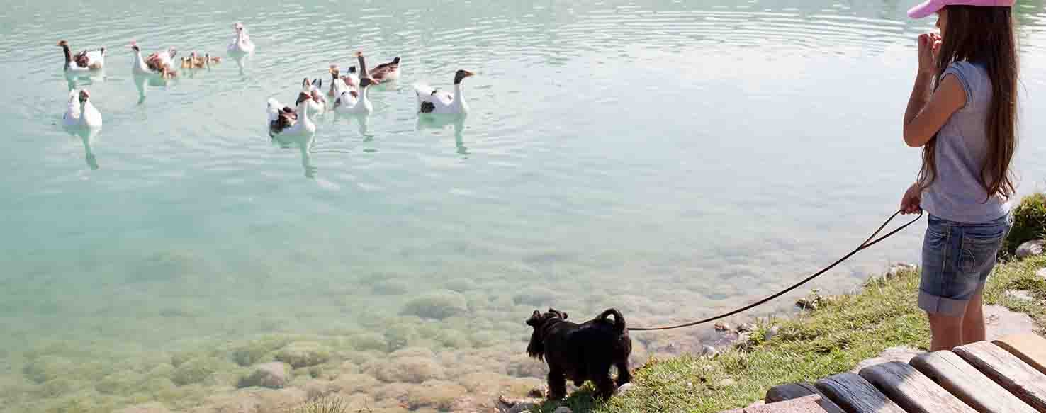 Running Madman method for How to Train Your Dog to Chase Geese