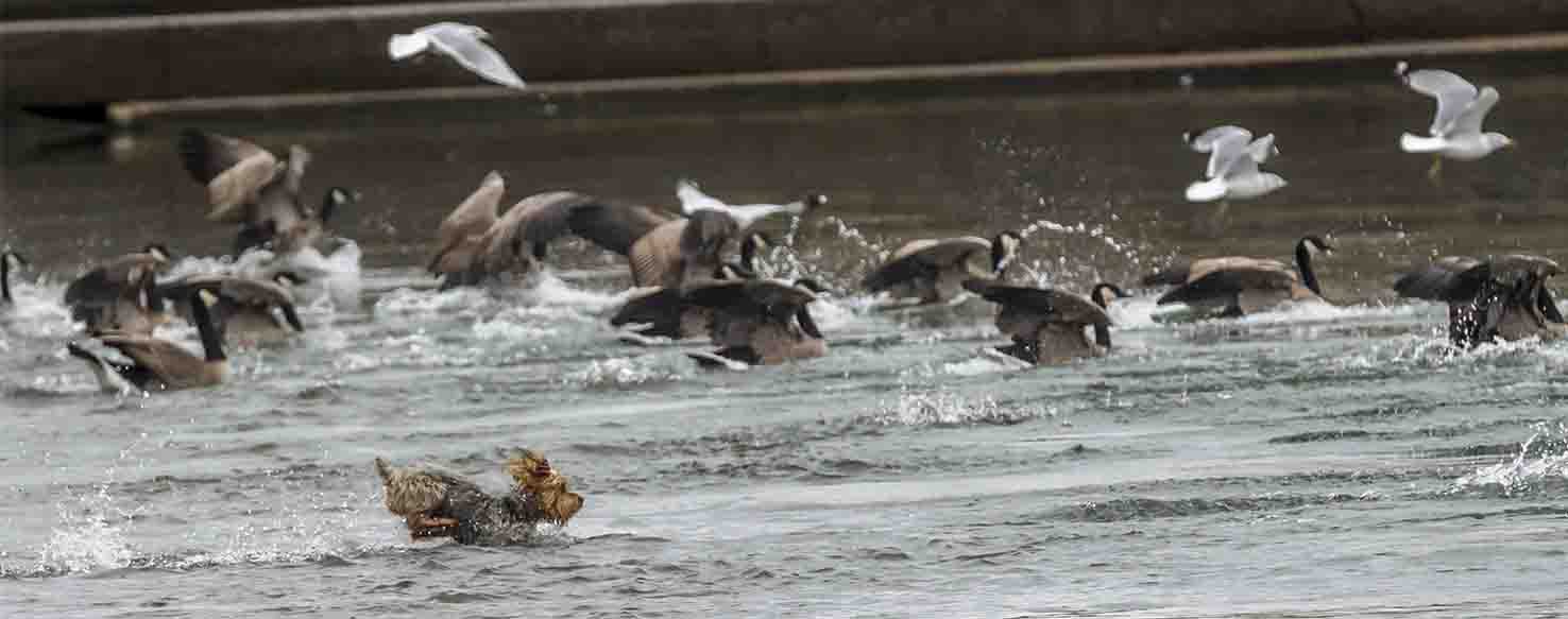 Toy Geese method for How to Train Your Dog to Chase Geese