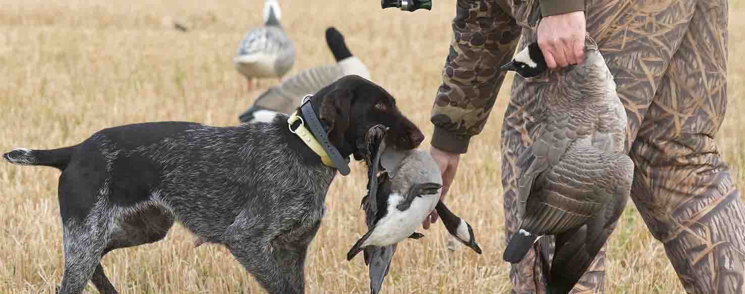 Moving Target method for How to Train Your Dog to Chase Geese