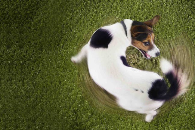 How to Train Your Dog to Chase His Tail