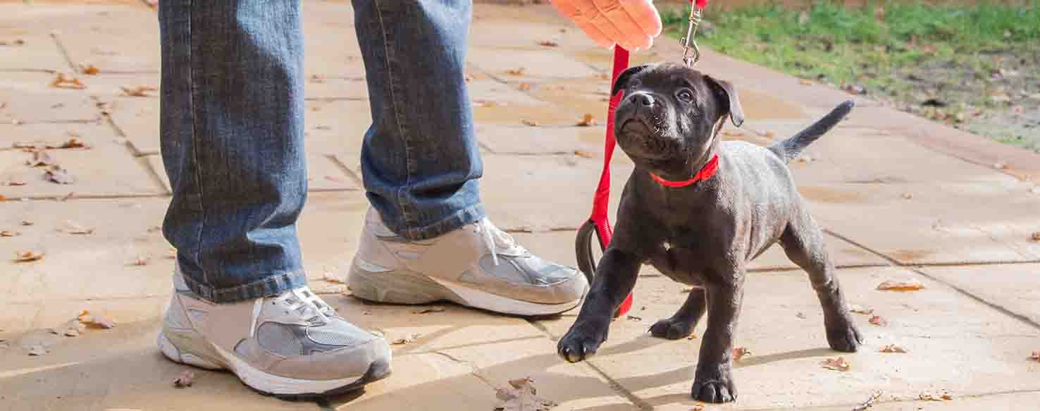 360 method for How to Train Your Dog to Chase His Tail