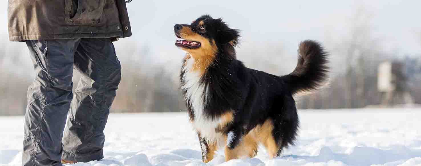 Hand Gesture method for How to Train Your Dog to Chase His Tail
