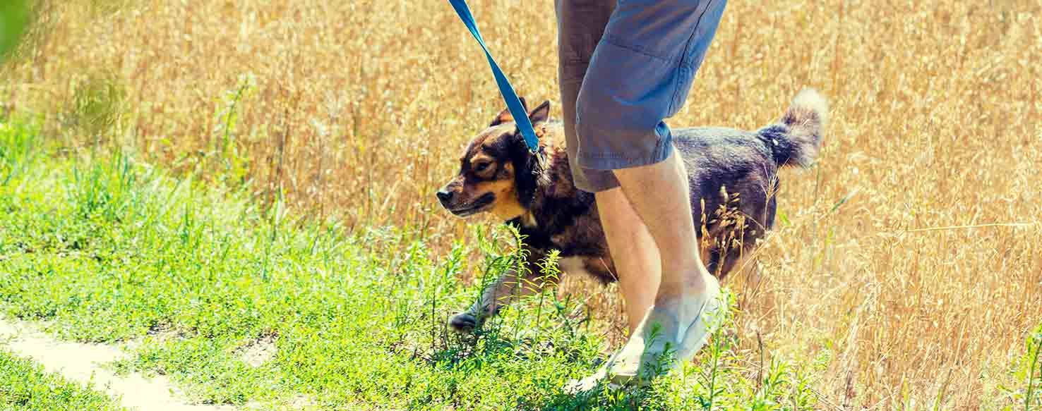 Lead With the Tail method for How to Train Your Dog to Chase His Tail