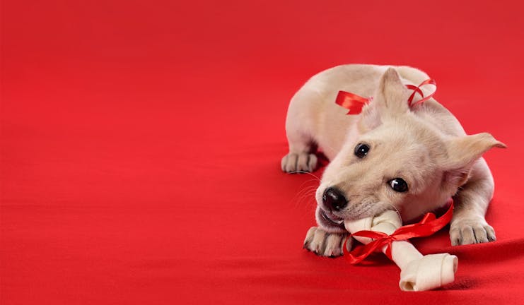 How to Train Your Small Dog to Chew a Bone