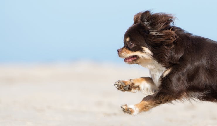 How to Clicker Train a Chihuahua How to Clicker Train a Chihuahua