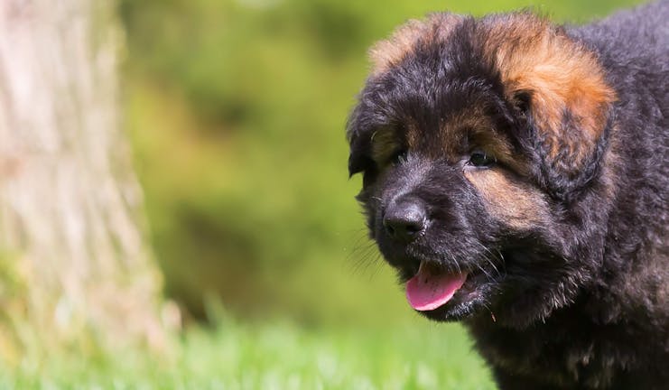 How to Clicker Train a German Shepherd Puppy