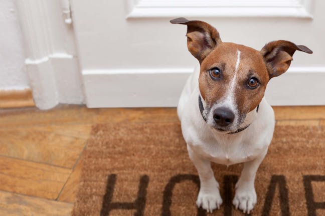 How to Train Your Dog to Close a Door