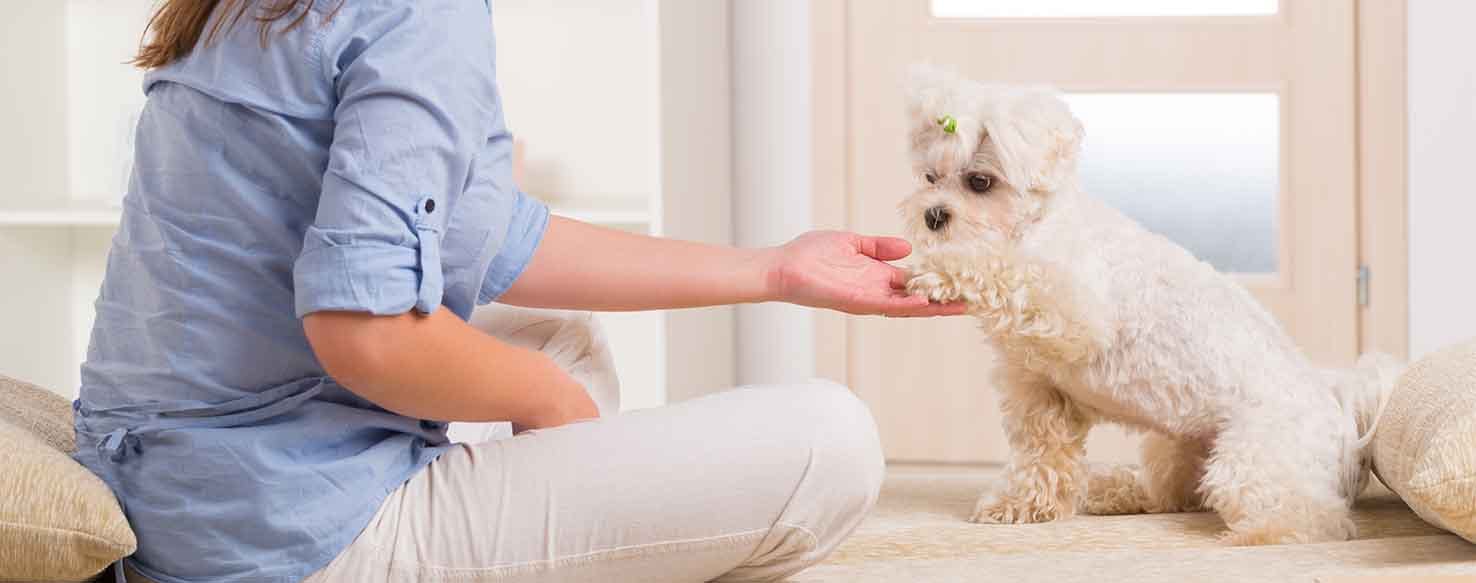 Clicker method for How to Train Your Dog to Close a Door