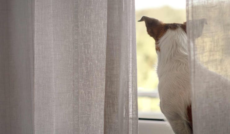 How to Train Your Small Dog to Close a Curtain