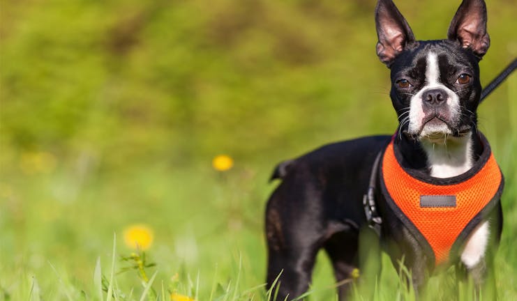 How to Train Your Boston Terrier Dog to Come