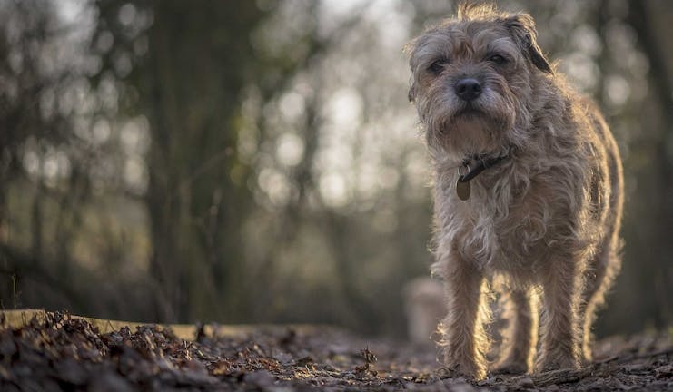 How to Train Your Border Terrier Dog to Come Back