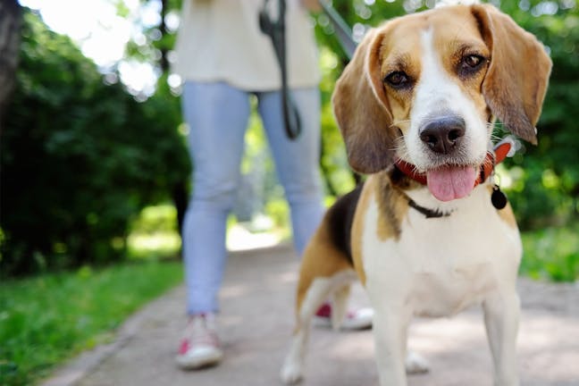 How to Train Your Beagle Dog to Come Back