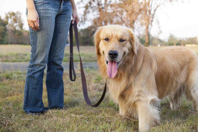 How to Train Your Dog to Come Using a Long Lead