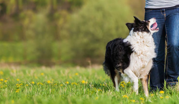 How to Train Your Border Collie Dog to Come When Called
