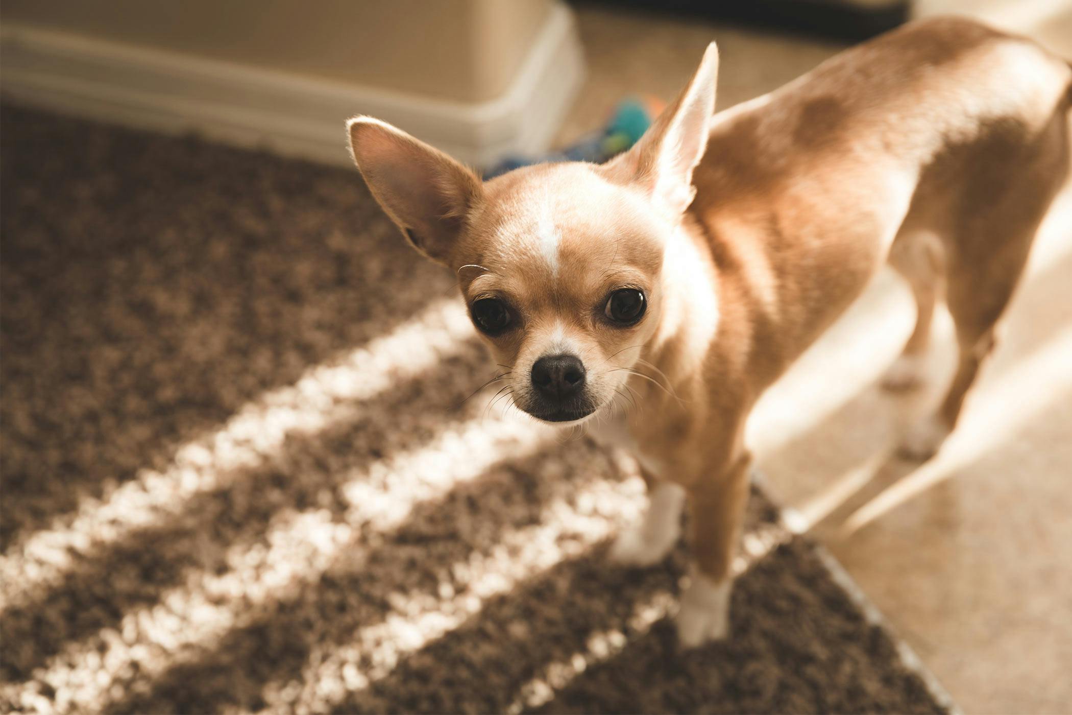How to Train Your Chihuahua Dog to Come When Called Wag!