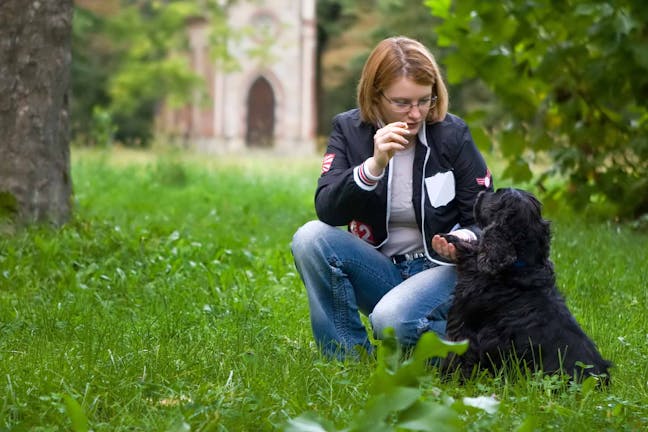 How to Train Your Dog to Come with a Whistle