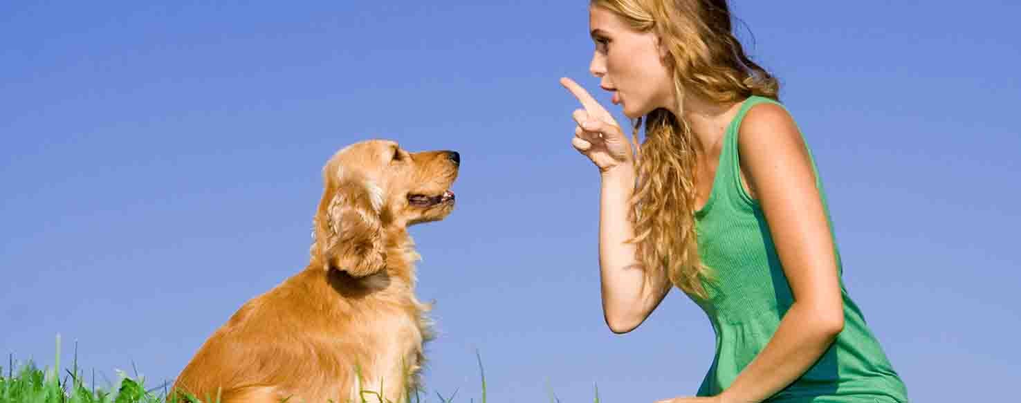 Touch method for How to Train Your Dog to Come with a Whistle