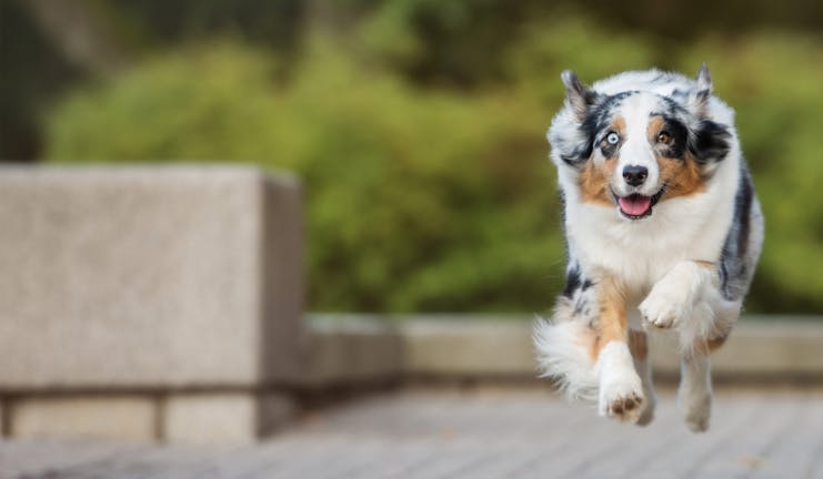How to Train Your Dog to Come With Distractions How to Train Your Dog to Come With Distractions