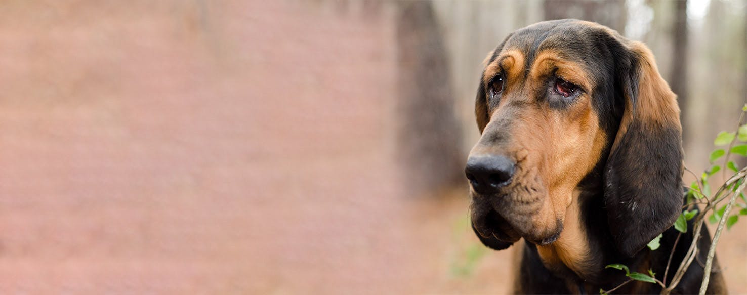 can bloodhounds be aggressive