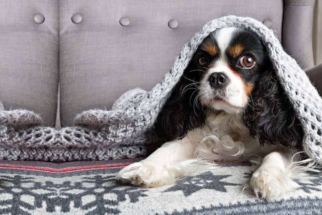 How to Train Your Dog to Cover Up With a Blanket