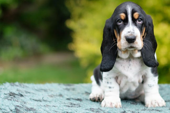 How to Crate Train a Basset Hound Puppy