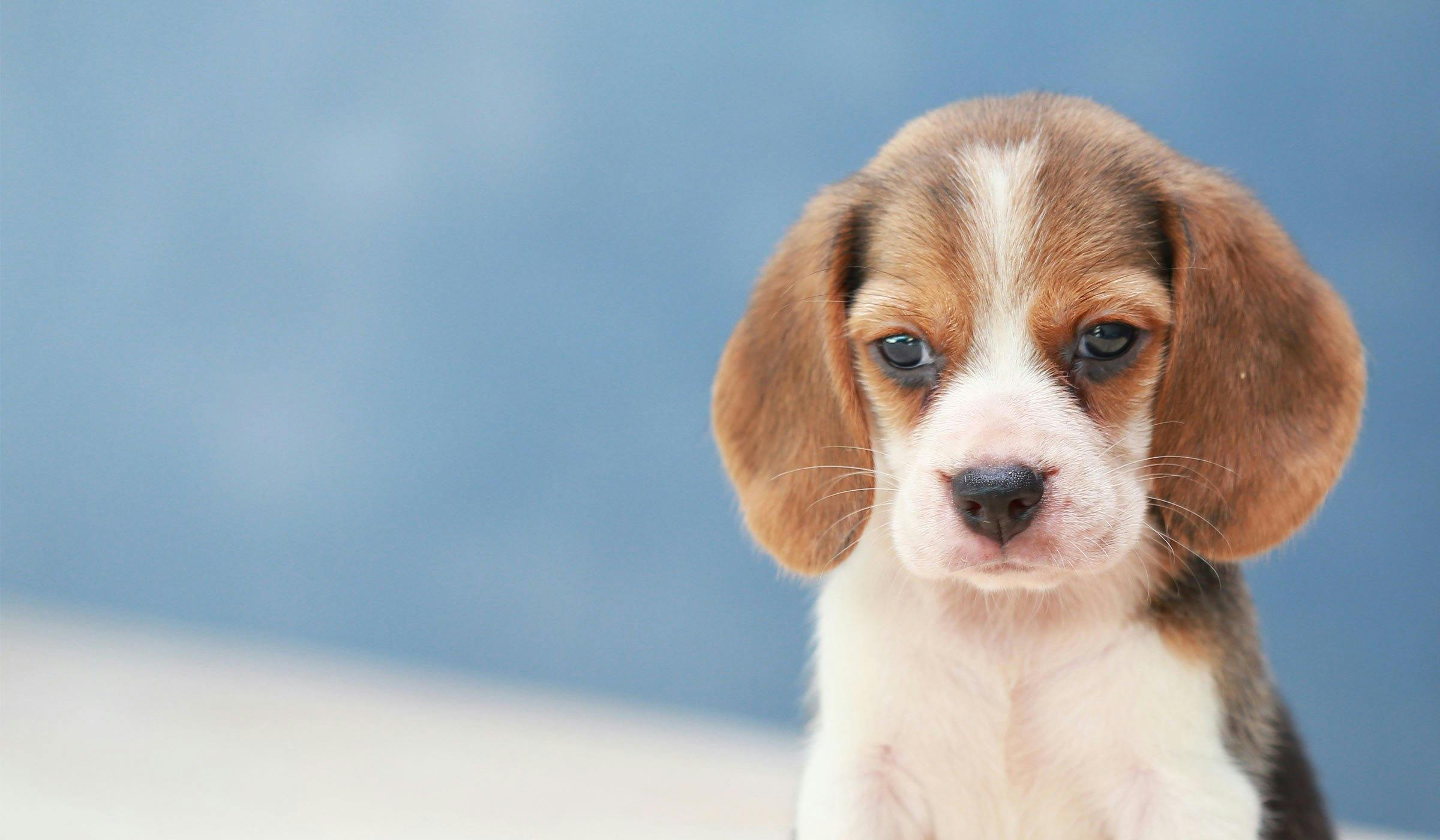 a beagle puppy