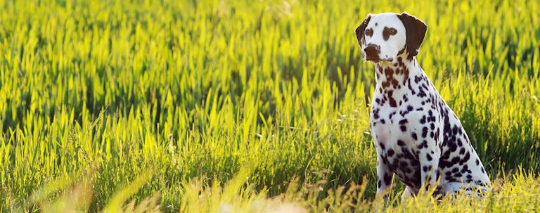 How to Crate Train a Blind Dog