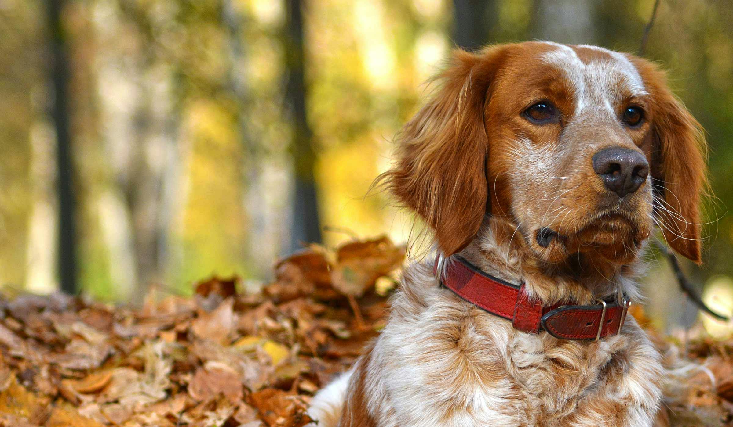 Brittany Spaniel Dog House Plans