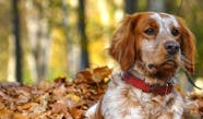 How To Crate Train A Brittany Dog Wag 