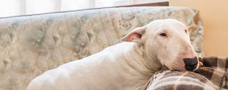 How to Crate Train a Bull Terrier