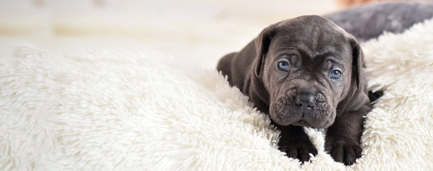 Training a cane corso best sale puppy not to bite