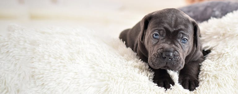 How to Crate Train a Cane Corso Puppy
