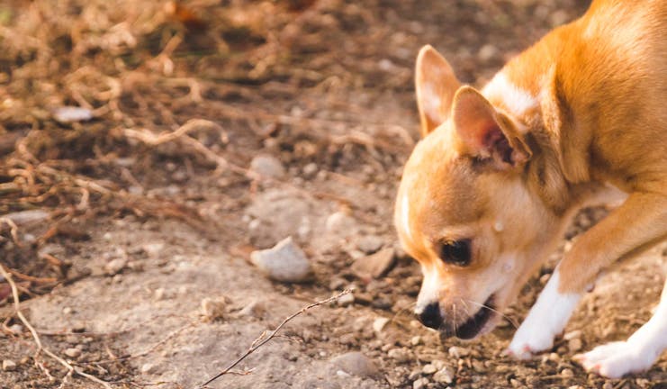 How to Crate Train a Chihuahua Puppy