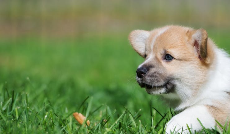 How to Crate Train a Corgi Puppy