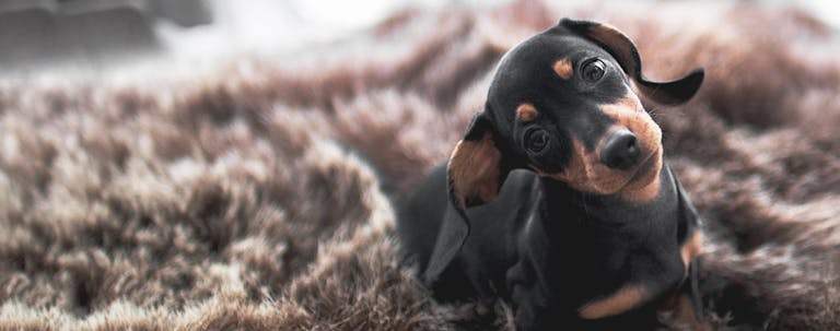 How to Crate Train a Dachshund Puppy