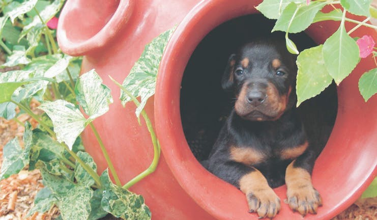 How to Crate Train a Doberman Puppy