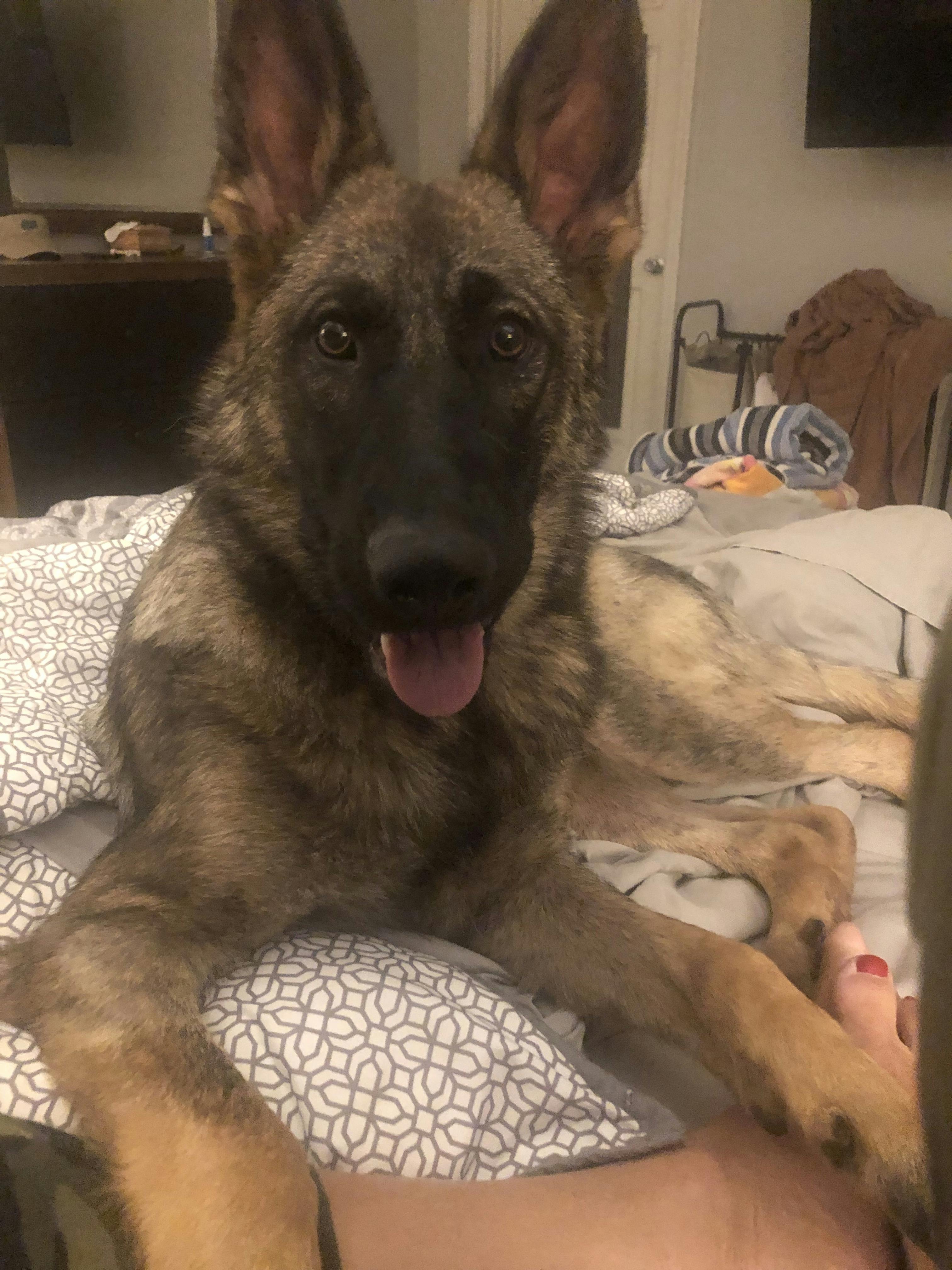 German shepherd 2024 whining in crate