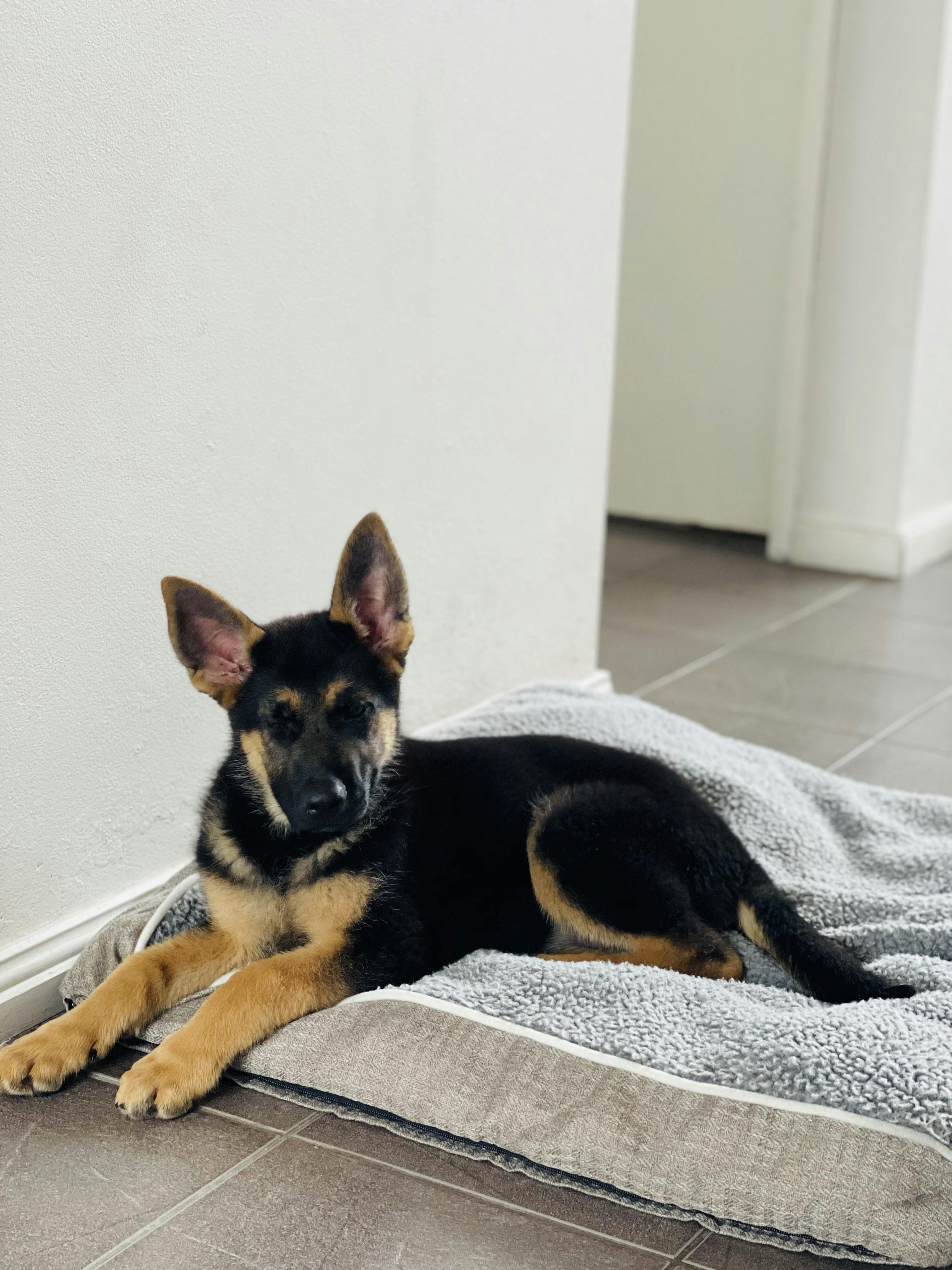 German shepherd puppy crying in outlet crate