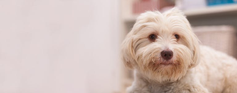 How to Crate Train a Havanese