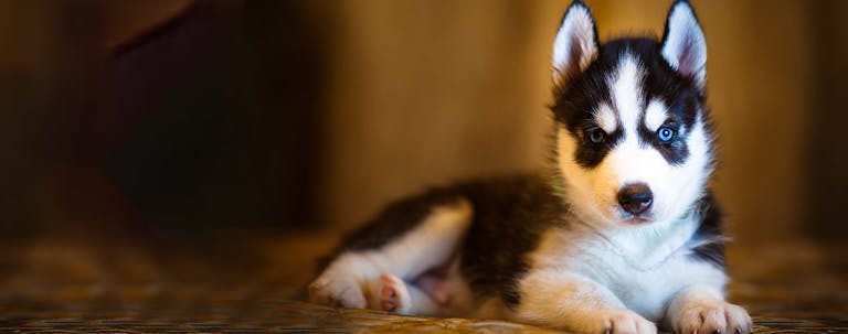 How to Crate Train a Husky Puppy