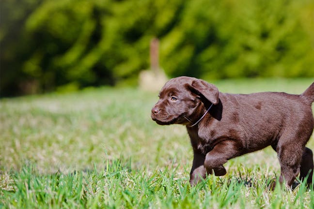 How to Crate Train a Labrador Retriever Puppy