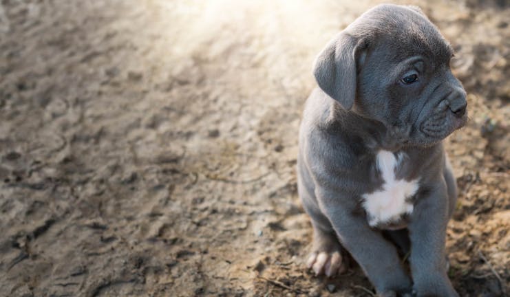 How to Crate Train a Mastiff Puppy