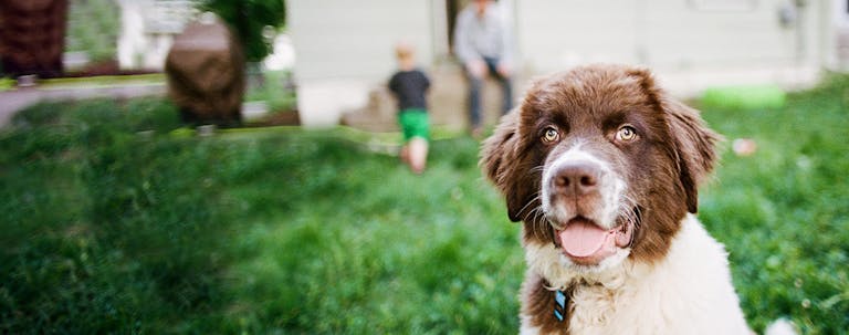 How to Crate Train a Newfoundland Puppy