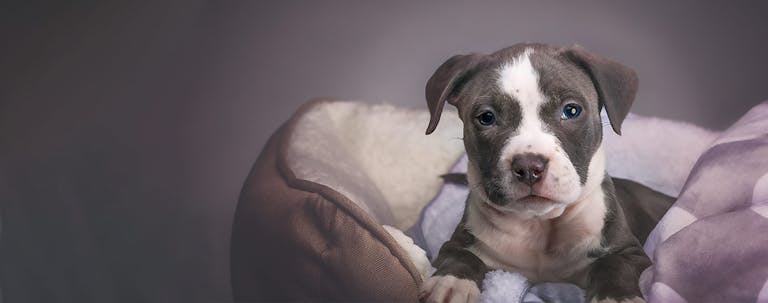 How to Crate Train a Pit Bull Puppy