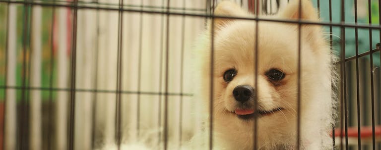 How to Crate Train a Pomeranian Puppy