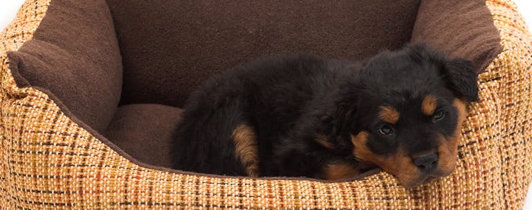 How to Crate Train a Rottweiler Puppy