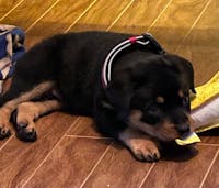 How To Crate Train A Rottweiler Puppy Wag