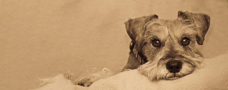 How to Crate Train a Schnauzer How to Crate Train a Schnauzer